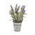 Potted Mini Lavender 31 cm