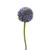 Artificial Hedgerow Allium Blue 55 cm