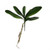 Artificial Orchid Leaves With Root 35 cm