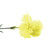 Carnation Single Yellow Dozen