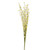 English Heath Broom Spray Yellow 68 cm