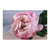 Peony Antique Pink Single Stem
