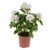 Potted geranium Cream 39 cm