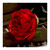 Single Peony Red 68 cm