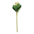 Protea Green