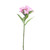 Dianthus Dark Pink 32 cm
