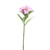 Dianthus Dark Pink 32 cm from Country Baskets