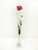 Artificial Scabiosa Spray Pink 64 cm from Country Baskets