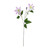 Clematis Pink