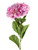 Artificial Hazy Days Hydrangea Pink 72 cm from Country Baskets