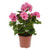 Potted geranium Pink 39 cm
