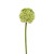 Artificial Hedgerow Allium Green 55 cm