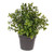 Potted Bloom Leaf & Bud Plant 24cm