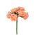 Cottage Rose Bunch Peach 6 Pack from Country Baskets