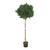 Sweet Bay Ball Tree Green - 4ft