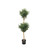 Olive Double Ball Tree - 4ft