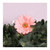 Gerbera Single Peach 62Cm