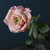 Antique Pink Single Olivia Rose