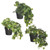 Artificial Potted Ivy Assorted Leaf Designs