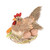 Farmhouse Chicken In Nest 11Cm from Country Baskets