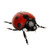 Ladybird Medium from Country Baskets