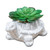 Mini Cement Tortoise Planter with Succulent from Country Baskets