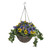 Pansy & Ivy Hanging Basket