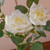 Jade Royal Cream Rose 64cm