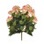 Begonia Bush Lt. Peach