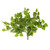 Coleus Bush Green UV - 54cm from Country Baskets