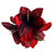 Amaryllis With Clip Red