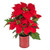 Potted Poinsettia Red 40 cm from Country Baskets