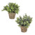 Artificial Potted Eucalyptus In Hessian Assorted Colours from Country Baskets