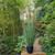 Pampas Potted 7 Heads 160Cm from Country Baskets