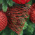 180cm Mesh Ribbon Roll - RED from Country Baskets