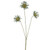 Marine Daisy Spray Green 50Cm