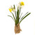 Narcissus In Hessian Pot White Yellow 40Cm