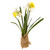 Narcissus In Hessian Pot White Yellow 40Cm from Country Baskets