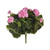 Geranium Bush Pink