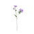 Real Garden Clematics Purple