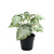 Plant House Potted Begonia 22cm