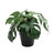Plant House Monstera 23cm potted