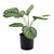 Plant house Calathea 38cm potted