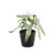 Plant house pteris 13cm potted