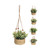 Hanging Plant In Seagrass Pot 4 Assorted