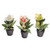 Potted Christmas Rose 3 Assorted