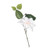 Clematis Pick White