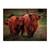 HIGHLAND COWS - PLACEMAT - RURAL ROOTS
