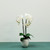 Medium Phalaenopsis Orchid-White in Ceramic Pot-3 stems H52cm(1/12) from Country Baskets