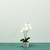 Aragon Phalaenopsis Orchid-White in Ceramic Pot-1 stem H42cm(1/12) from Country Baskets